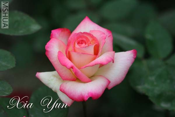 IMG_6515 ����.jpg