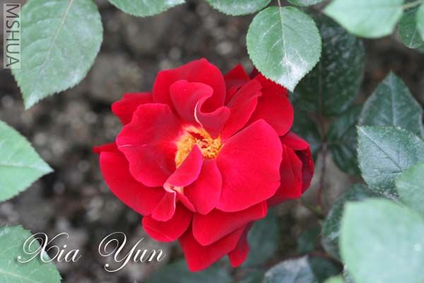 IMG_6514 ����.jpg