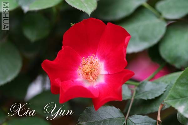 �����ɵ�