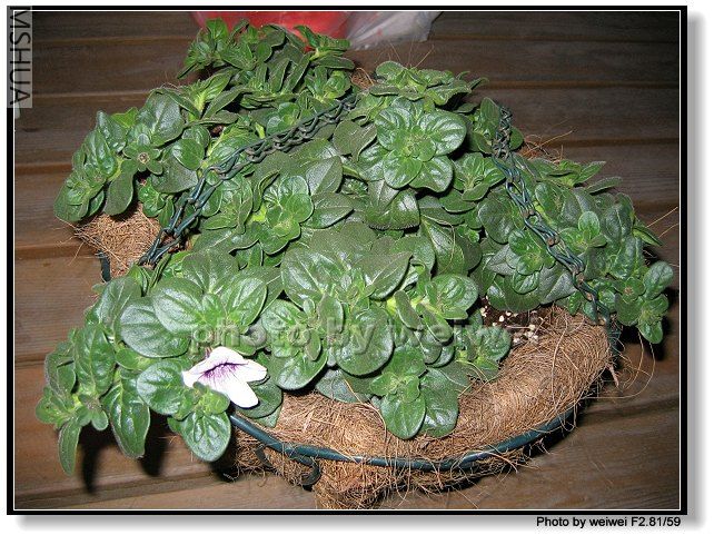 ֦��̫���ˡ����������涼��ѹ���ˡ�