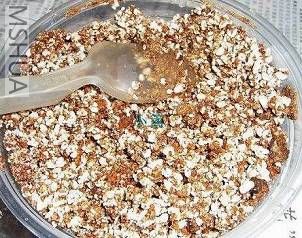 ����Ϊ����׼���Ľ��ʣ������Һ���ʯ1��1