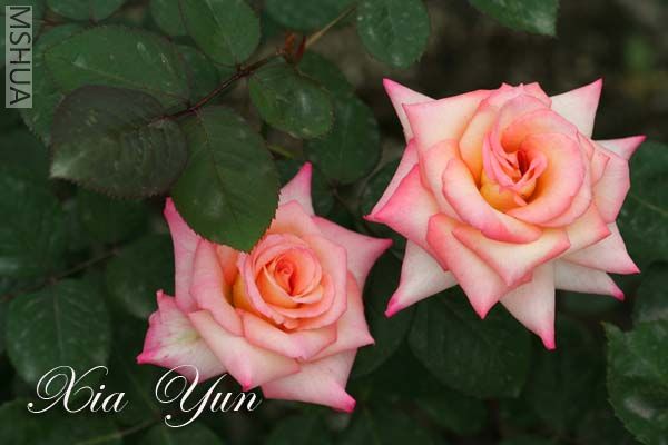 IMG_6644 ����.jpg