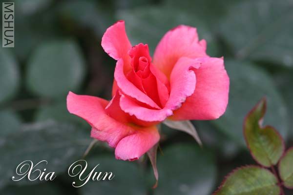 IMG_6641 ����.jpg