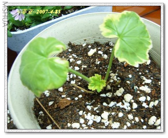 ��Ҷ����