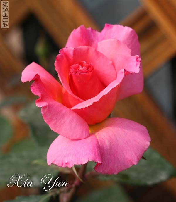 IMG_6694 ����.jpg