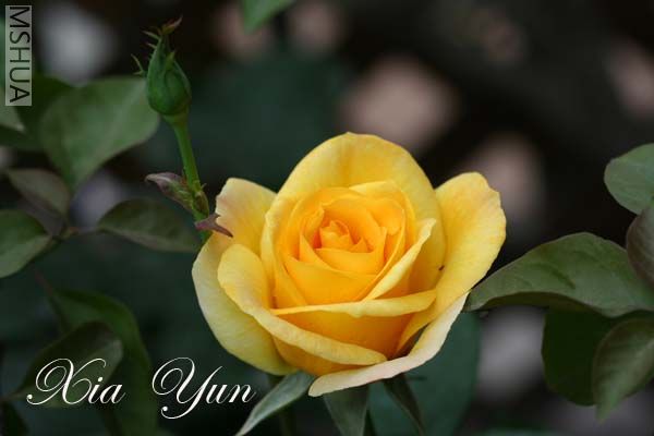 IMG_6636 ����.jpg