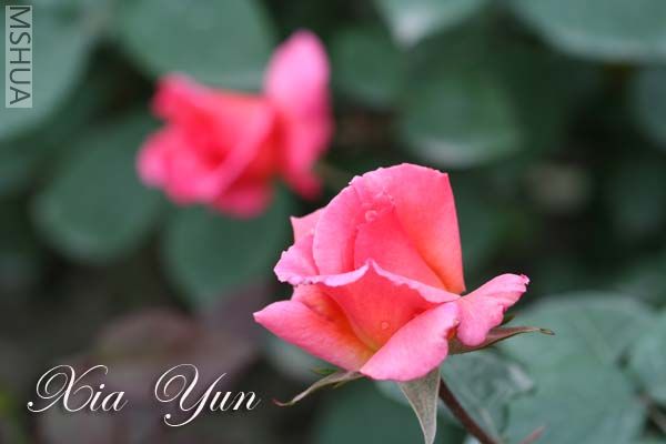 IMG_6647 ����.jpg