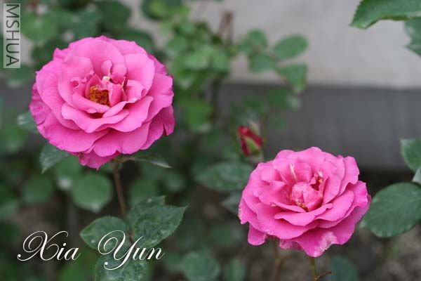 IMG_6642 ����.jpg