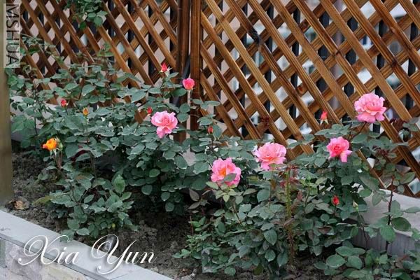 IMG_6765 ����a.jpg