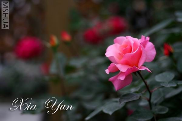 IMG_6749 ����a.jpg