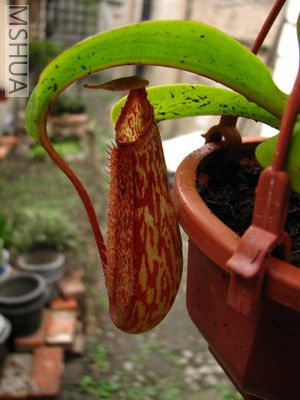 �߻��˵�����