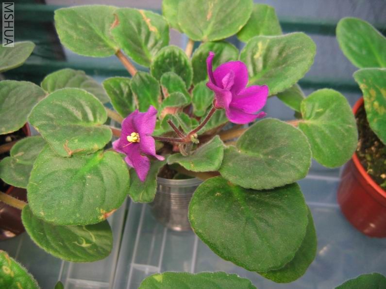 ������С IMG_6939.jpg