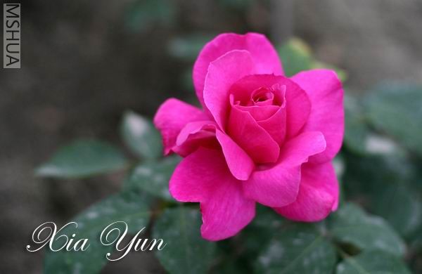 IMG_6726 ����a.jpg