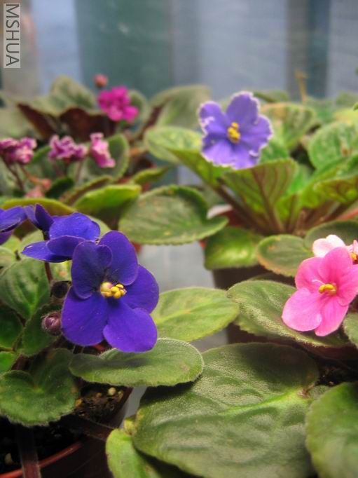 ������С ��ת IMG_6938.jpg