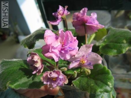 ������С IMG_7145.jpg