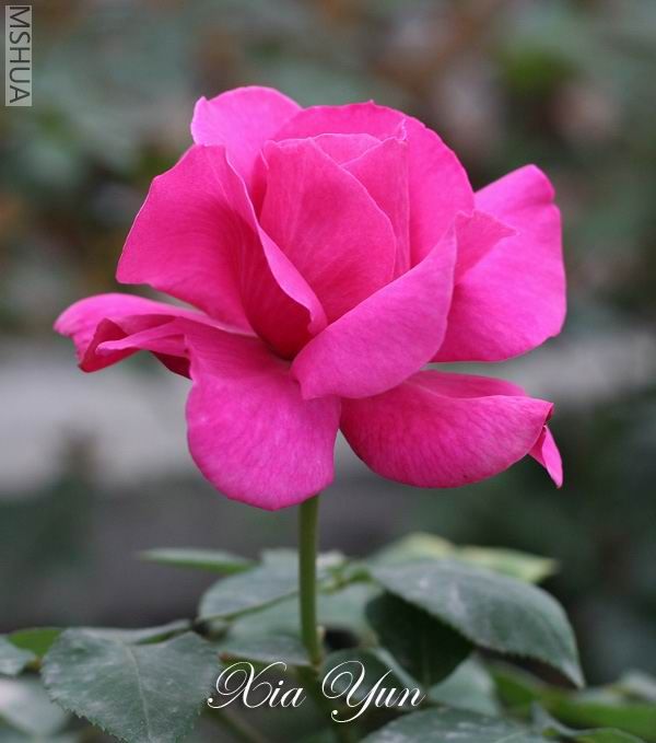 IMG_6734 ����a.jpg