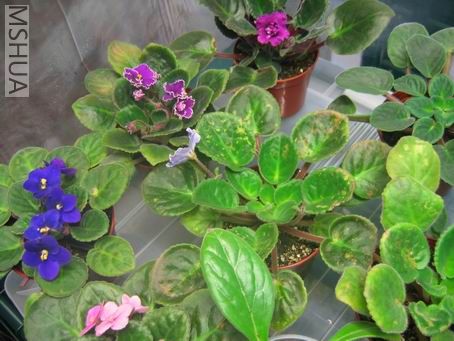 ������С IMG_6929.jpg