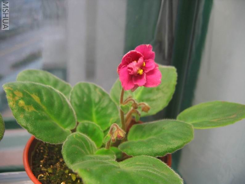 ������С IMG_6932.jpg