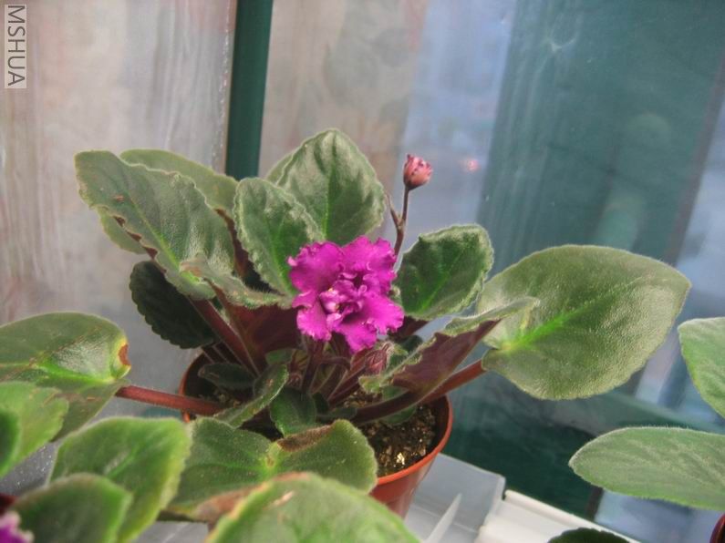 ������С IMG_6934.jpg