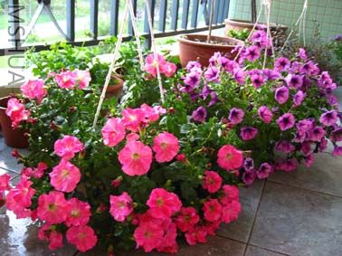 ������ţ