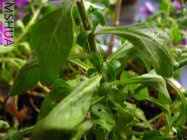 ţ����Ҷ��