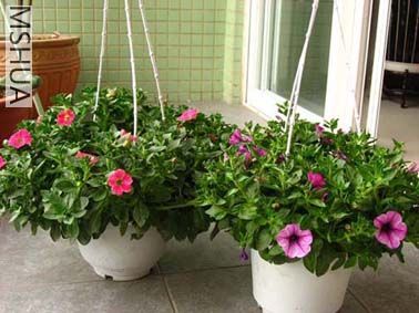 �����ʱ�����ӣ��ྫ�񰡣�Ҷ�Ӻ��oӲӲ�ġ�