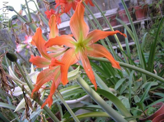 Hippeastrum blossfeldiae3.JPG