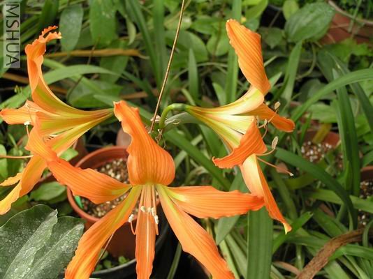 Hippeastrum blossfeldiae2.JPG