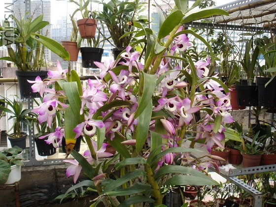 ����ʯ��04085 (1)-1_resize.jpg