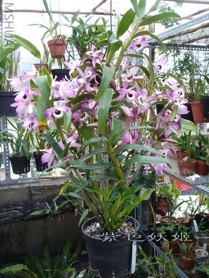 ����ʯ��04085 (2)-1_resize.jpg