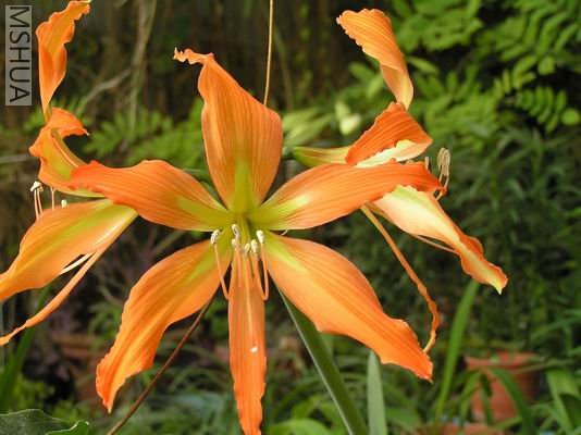 Hippeastrum blossfeldiae1.JPG