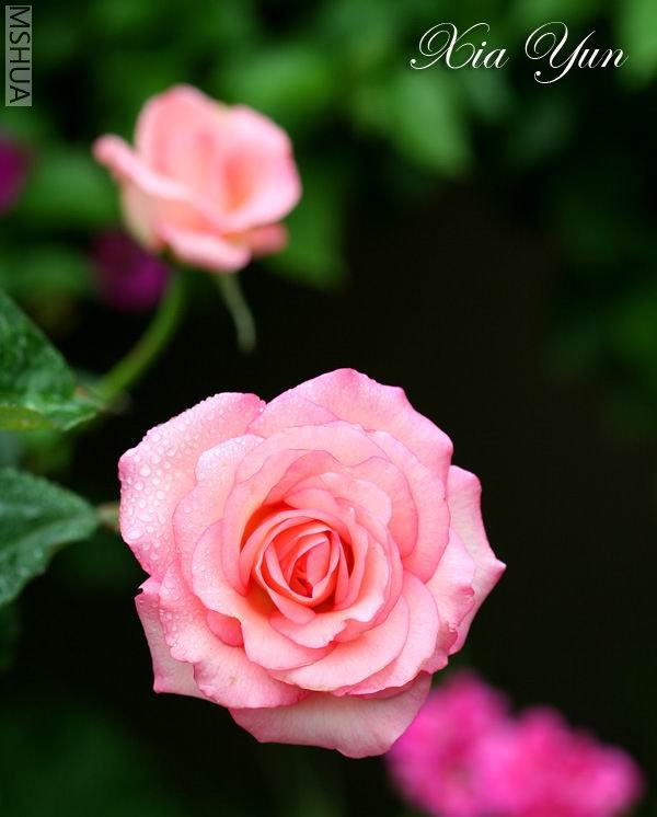 IMG_7385 ����s.jpg