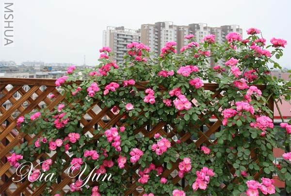 IMG_7290 ����a.jpg