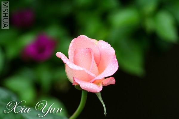 IMG_7384 ����s.jpg