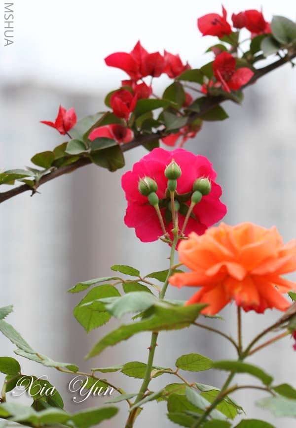 ����ۺ��������