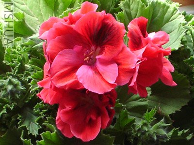 ��һ��ĺ�����żԽ��Խ������