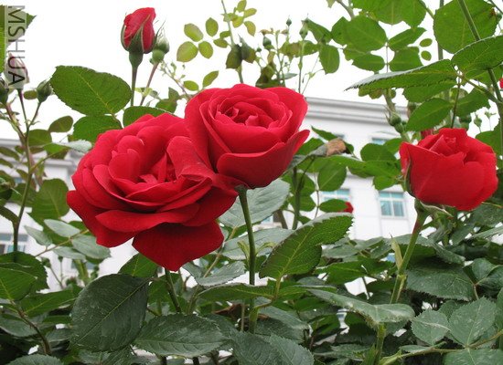 2007.3.3 037_��С��С.jpg
