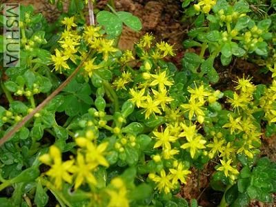 ��ɫ��С���ḻ�˵����ɫ��