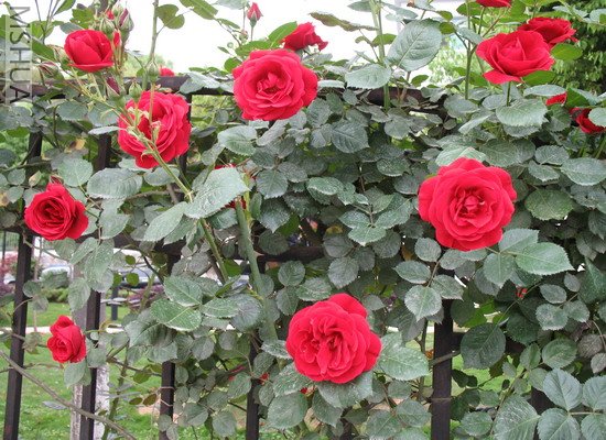 2007.3.3 027_��С��С.jpg