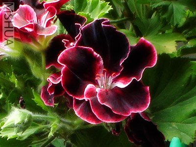 ����ĺ������