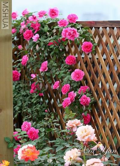 IMG_7347 ����a.jpg