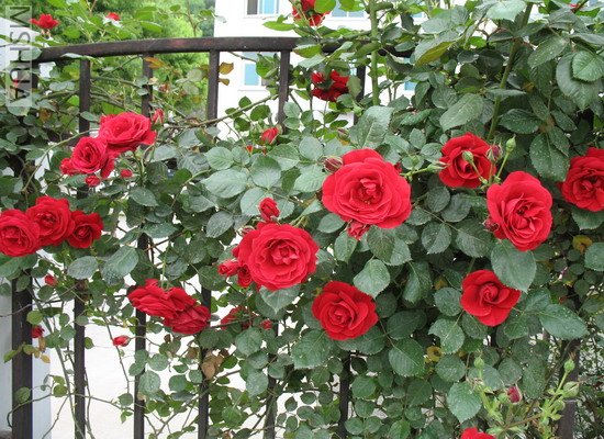 2007.3.3 028_��С��С.jpg