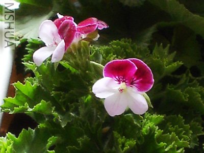 ��Ҳ��С����