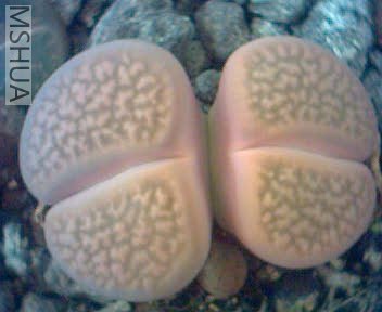 ¶��