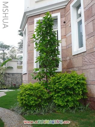 �����Ѿ���������Ҷ,�����деĺܿ�ͻῪ����