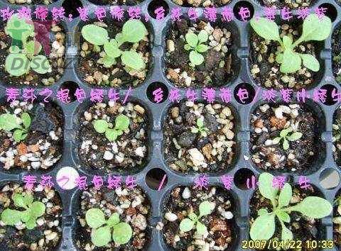 ���� S6000430.JPG