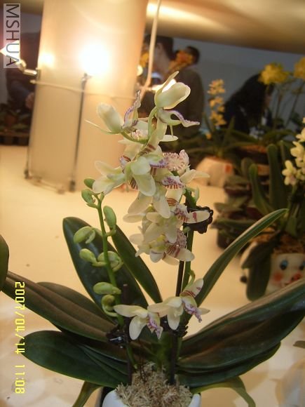 SUC56728_nEO_IMG.jpg
