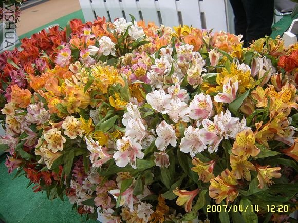 SUC56771_nEO_IMG.jpg