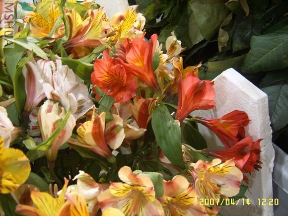 SUC56773_nEO_IMG.jpg