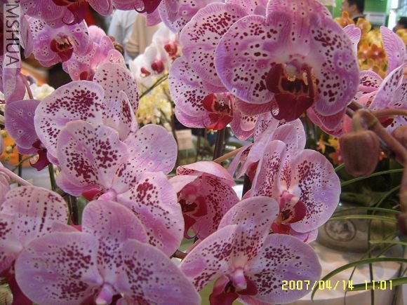 SUC56723_nEO_IMG.jpg